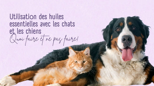 Utilisation des huiles essentielles avec les chats et les chiens : quoi faire et ne pas faire!